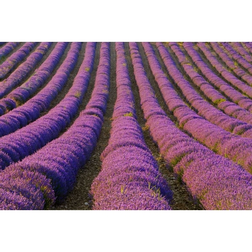 France, Provence Region Orderly rows of lavender
